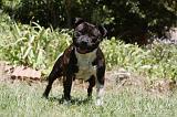 STAFFIE 427